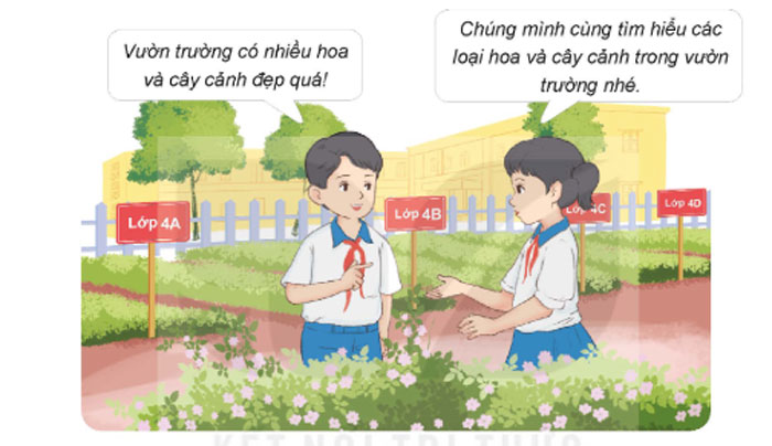 Dùng tranh cho học sinh tìm hiểu các loài hoa